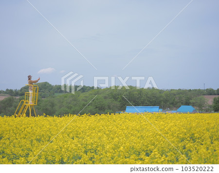 北海道美景 美麗的油菜田和阿比拉鎮的拖拉機觀光車 北海道美景 美麗的油菜田和阿比拉鎮的拖拉機觀光車 103520222