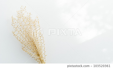 Autumn/winter sunlight filtering through the trees natural background image Simple sunshine Copy space White background Margin 103520361