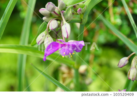 紫色Commelina花和芽 紫色Commelina花和芽 103520409