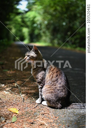 一隻流浪貓被落日照亮，夕陽透過森林的縫隙照亮 103520481