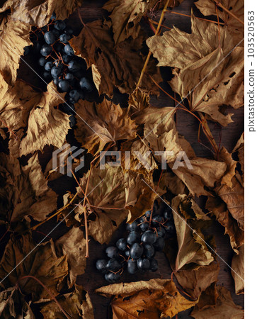 Dried-up vine leaves and blue grapes on an old wooden table. 103520563