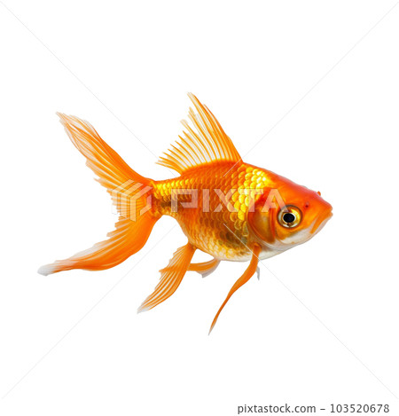 goldfish isolated on background with Generative AI goldfish isolated on background with Generative AI 103520678