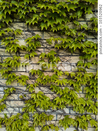 Vertical shot of external view of a stone fence overgrown with wild grapes plant. Courtyard with vertical garden. A brick wall is full of vegetation green color. Background. Plants. Still life 103520962