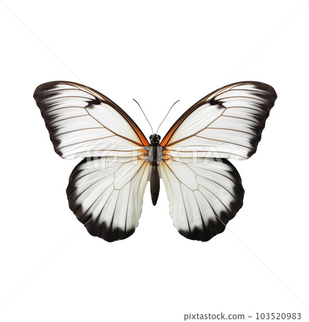 butterfly isolated on background with Generative AI 103520983