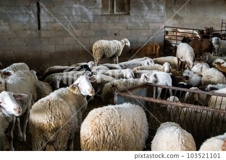 A herd of rams, wooly sheep, lambs in a pen in a stall on the farm. Livestock, farming concept. Domesticated animals ungulates, cattle. Rural farm, livestock stockyard. Crowded pens in a village. A herd of rams, wooly sheep, lambs in a pen in a stall on the farm. Livestock, farming concept. Domesticated animals ungulates, cattle. Rural farm, livestock stockyard. Crowded pens in a village. 103521101