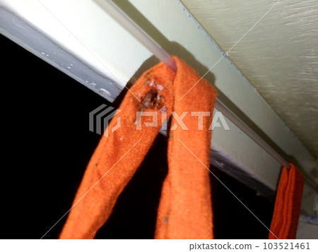 Traces and eggs of bedbugs, etc. 103521461