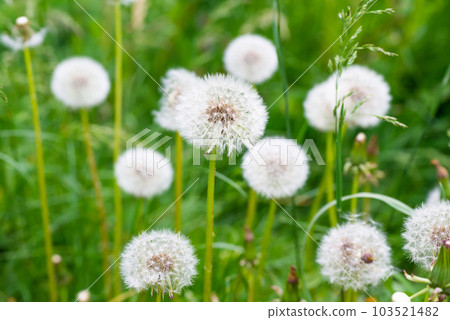 White dandelion flowers - Stock Photo [103521482] - PIXTA