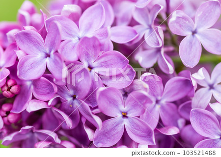 Purple lilac flowers macro background Purple lilac flowers macro background 103521488