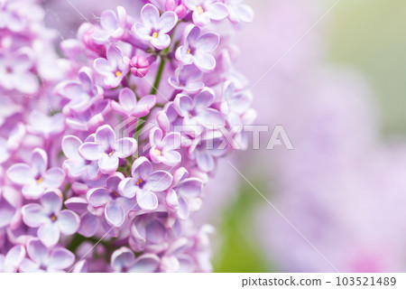 Purple lilac flowers macro background Purple lilac flowers macro background 103521489