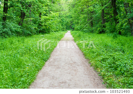 Forest park lane with green trees 103521493