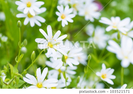 Wild white flowers and green grass Wild white flowers and green grass 103521571