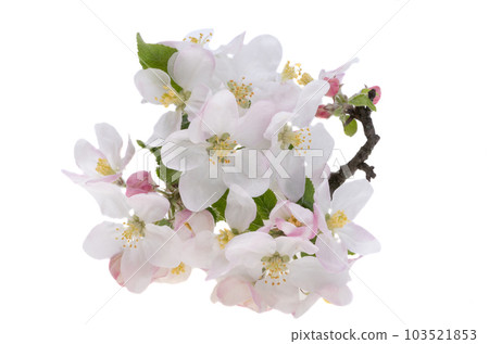 apple tree flowers isolated 103521853