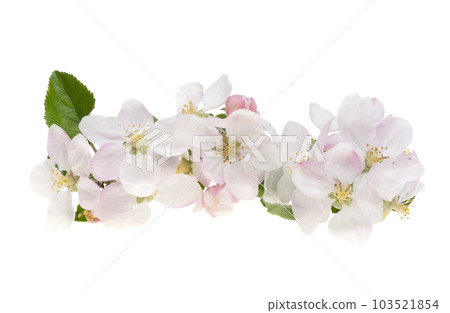 apple tree flowers isolated apple tree flowers isolated 103521854