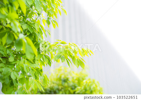 Green Green 103522651