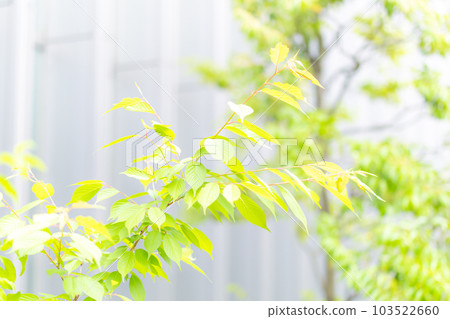 Green Green 103522660