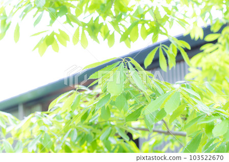 Green 103522670
