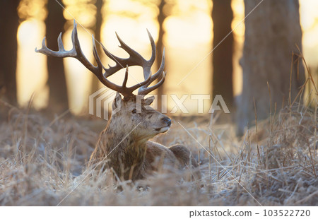 Red Deer stag laying on frosted grass in winter at sunrise Red Deer stag laying on frosted grass in winter at sunrise 103522720