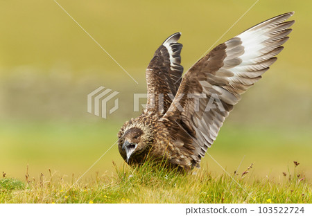 Great skua calling out and displaying by stretching out wings 103522724