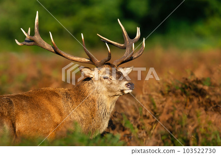 Portrait of a red deer stag in autumn 103522730