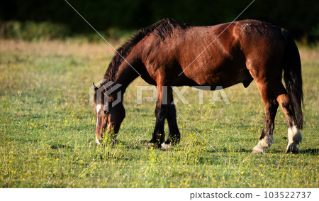 Dark brown horse grazing green grass in summer 103522737