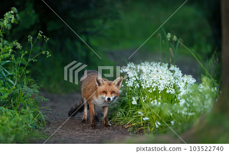 Red fox amongst white variety bluebells in spring Red fox amongst white variety bluebells in spring 103522740