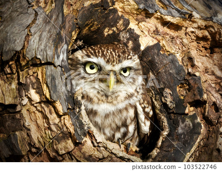 Little owl perched in a tree trunk hole Little owl perched in a tree trunk hole 103522746