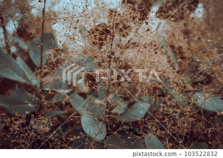 Cotinus coggygria bright blossom bush concept photo. Cotinus coggygria bright blossom bush concept photo. 103522832