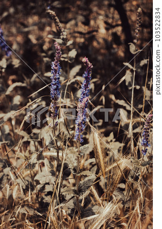 Small purple flowers on sunny day on blooming meadow concept photo. Small purple flowers on sunny day on blooming meadow concept photo. 103522834