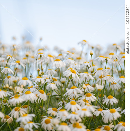 background of chamomile flowers close-up 103522844