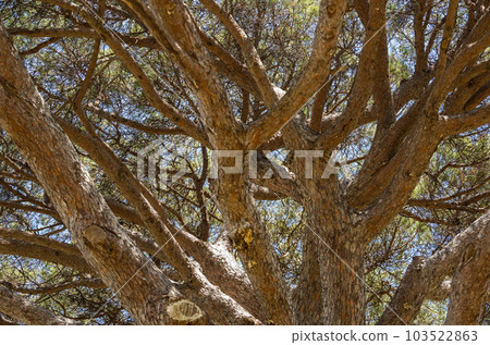 crown of branches of a large old pine crown of branches of a large old pine 103522863