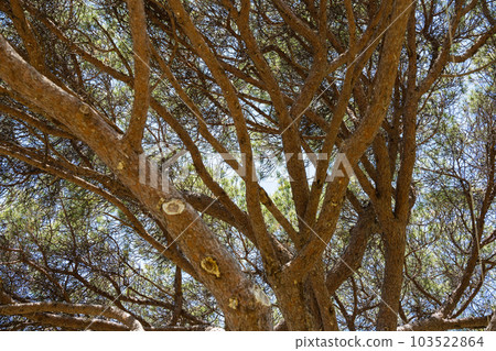 crown of branches of a large old pine crown of branches of a large old pine 103522864