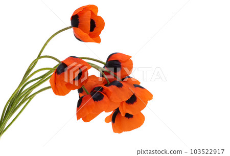 red meadow poppy isolated 103522917