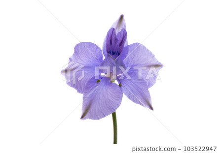 perennial delphinium flower isolated 103522947