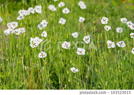 white poppy on a meadow in spring 103523015