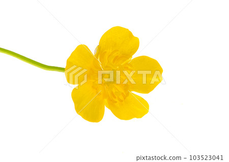 cinquefoil flower isolated cinquefoil flower isolated 103523041