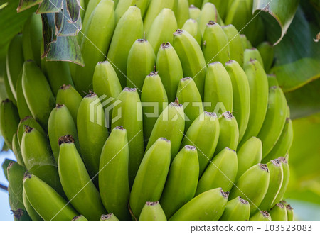 bunch of green bananas close up bunch of green bananas close up 103523083