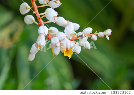 Alpinia tserumbet growing on the island of Madeira 103523102