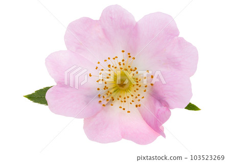 rosehip flower isolated rosehip flower isolated 103523269