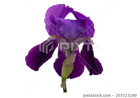 lilac iris isolated 103523290