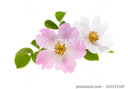 rosehip flower isolated rosehip flower isolated 103523307