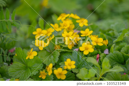 Waldsteinia fragarioides (Appalachian barren strawberry) 103523349
