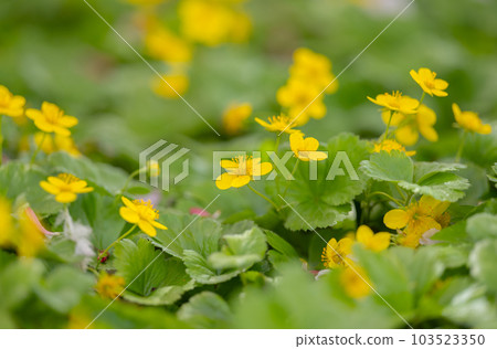 Waldsteinia fragarioides (Appalachian barren strawberry) Waldsteinia fragarioides (Appalachian barren strawberry) 103523350