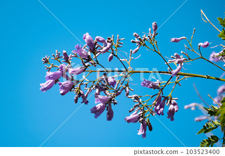 Jacaranda flowers blooming in Madeira 103523400