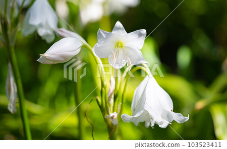 crinum bulbispermum crinum bulbispermum 103523411