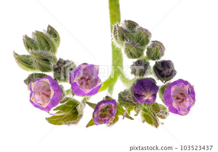 Symphytum officinale (Common Comfrey) Symphytum officinale (Common Comfrey) 103523437