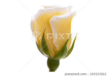 white rose isolated white rose isolated 103523922