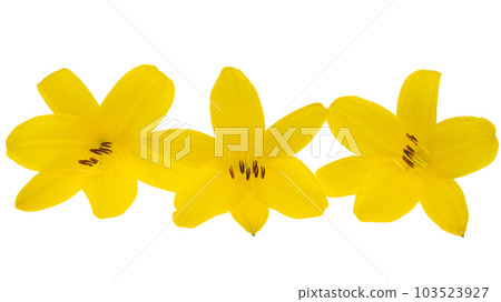 yellow lily isolated 103523927