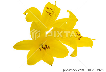 yellow lily isolated yellow lily isolated 103523928