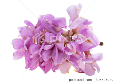 Acacia violet isolated Acacia violet isolated 103523929