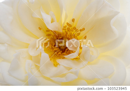 white rose isolated white rose isolated 103523945